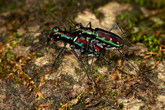 Jansenia azureocincta