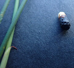 Hypodiscus procurrens