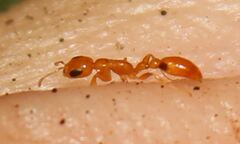 Pseudomyrmex simplex