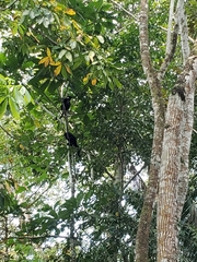 Alouatta