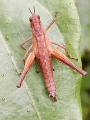 Episactinae