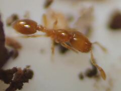 Solenopsis abdita
