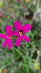 Pelargonium