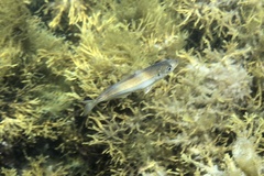Trachurus trachurus