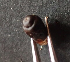 Hypodiscus procurrens