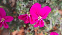 Pelargonium