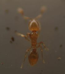 Solenopsis abdita