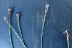 Hypodiscus procurrens