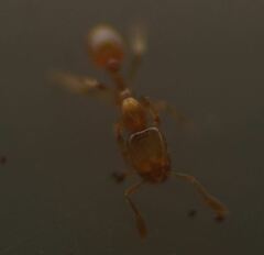 Solenopsis abdita