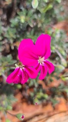 Pelargonium