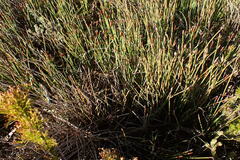 Hypodiscus procurrens