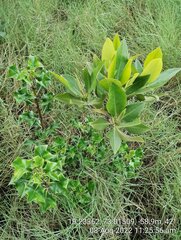 Rhizophora mucronata