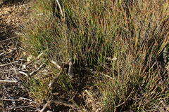 Hypodiscus procurrens