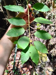 Trichostigma octandrum