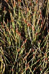 Hypodiscus procurrens