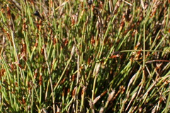 Hypodiscus procurrens