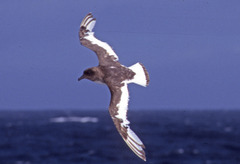 Thalassoica antarctica