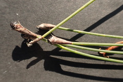 Hypodiscus procurrens