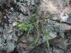 Jurinea coronopifolia