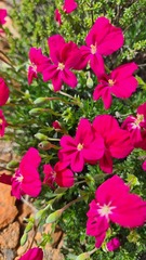 Pelargonium sericifolium