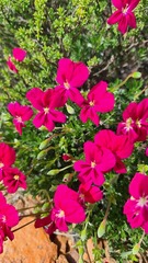 Pelargonium sericifolium