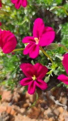 Pelargonium sericifolium