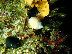 Semicassis zeylanica