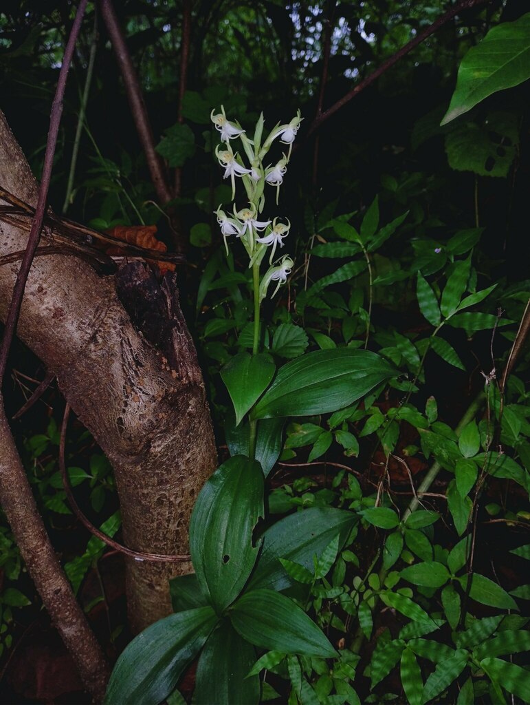Habenaria laciniata