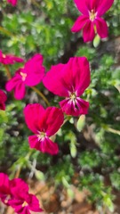 Pelargonium sericifolium