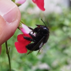Xylocopa tabaniformis melanosoma