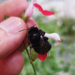 Xylocopa tabaniformis melanosoma