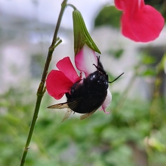 Xylocopa tabaniformis melanosoma