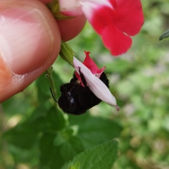 Xylocopa tabaniformis melanosoma