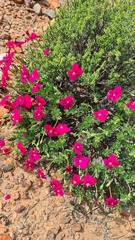 Pelargonium sericifolium