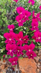 Pelargonium sericifolium