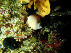 Semicassis zeylanica