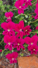 Pelargonium sericifolium