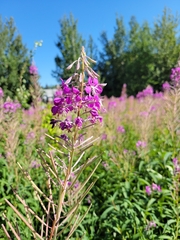 Chamaenerion angustifolium