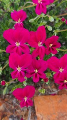 Pelargonium sericifolium
