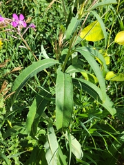 Chamaenerion angustifolium
