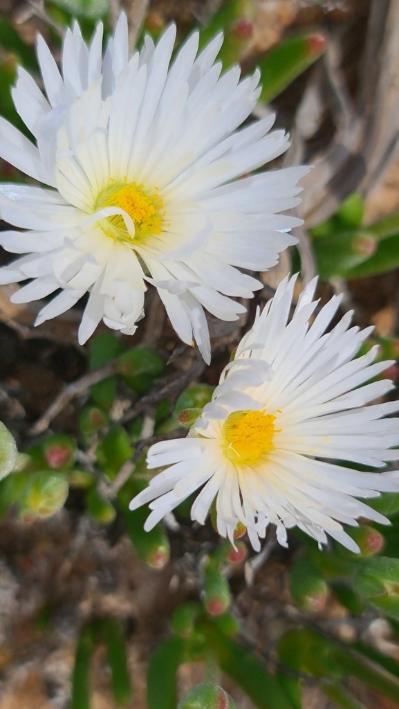 Monilaria obconica Ihlenf. & S.Jörg. 4