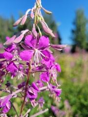 Chamaenerion angustifolium