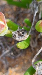 Monilaria obconica