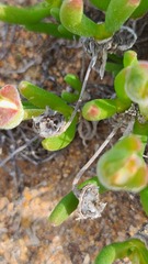 Monilaria obconica
