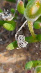Monilaria obconica