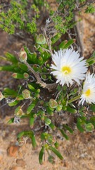 Monilaria obconica