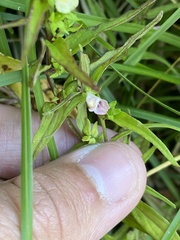 Melampyrum sylvaticum
