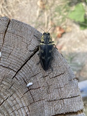 Chalcophora detrita