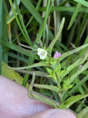 Melampyrum sylvaticum