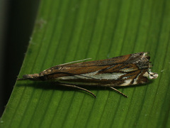 Crambus pratella